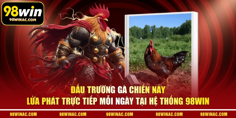 Đấu trường gà chiến nảy lửa phát trực tiếp mỗi ngày tại hệ thống 98WIN